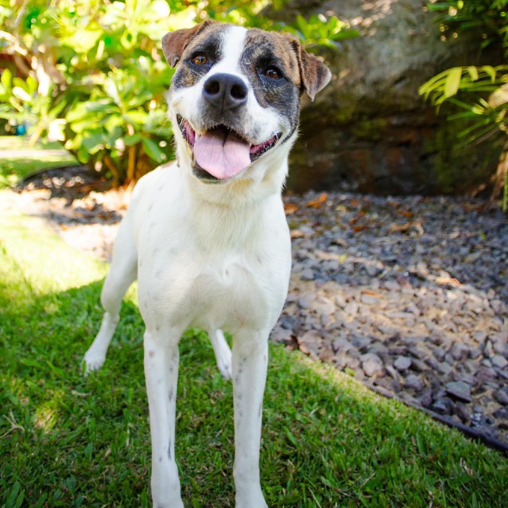 Enlarge Pop-Tart, a Adoptable Mixed Breed in Kailua Kona, HI image 4/6