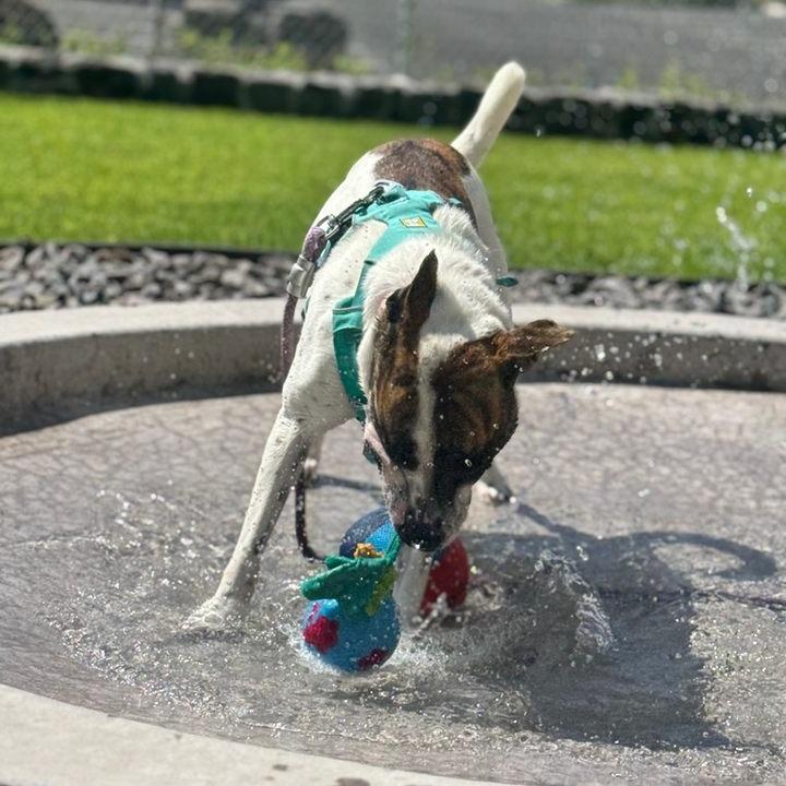 Enlarge Pop-Tart, a Adoptable Mixed Breed in Kailua Kona, HI image 5/6