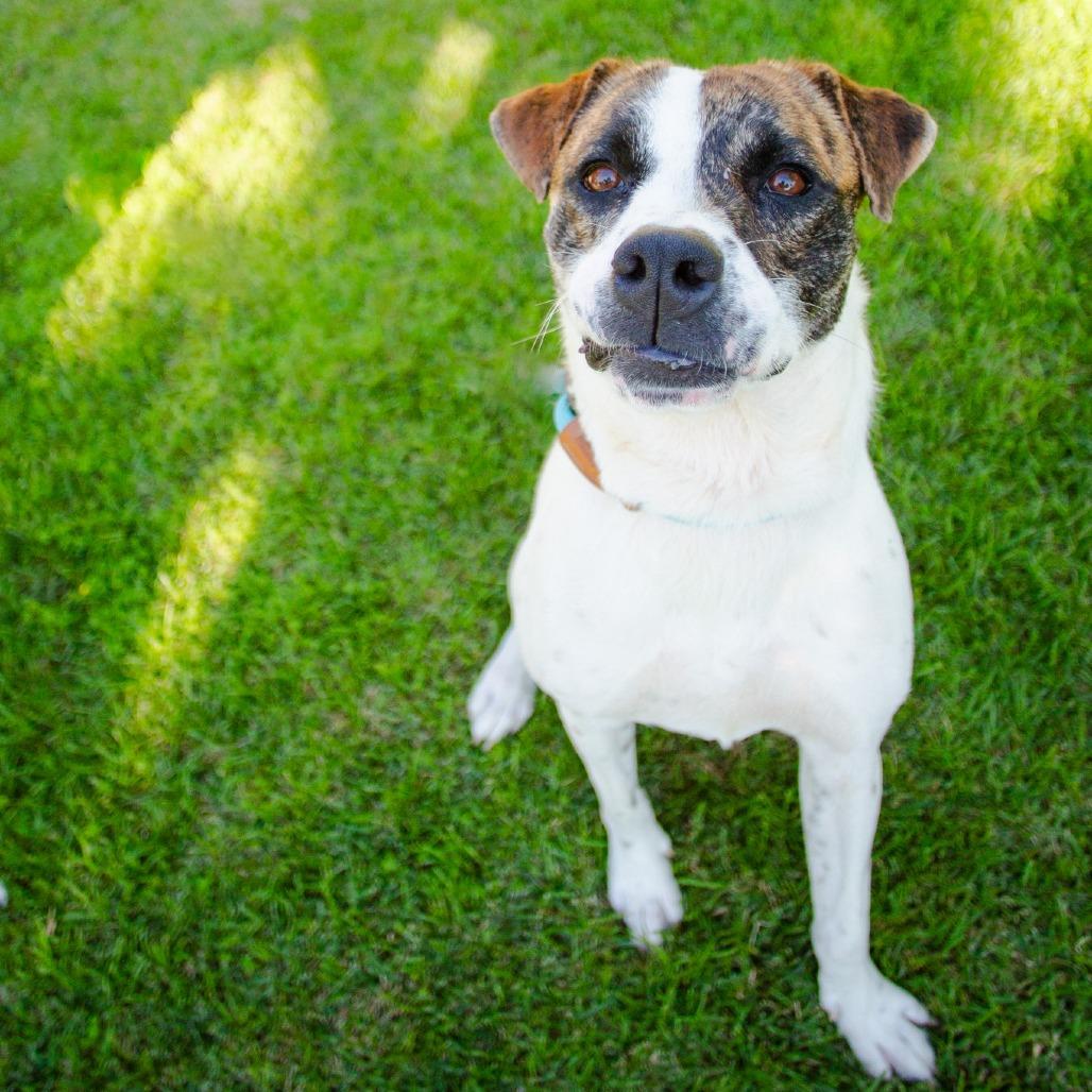 Enlarge Pop-Tart, a Adoptable Mixed Breed in Kailua Kona, HI image 6/6