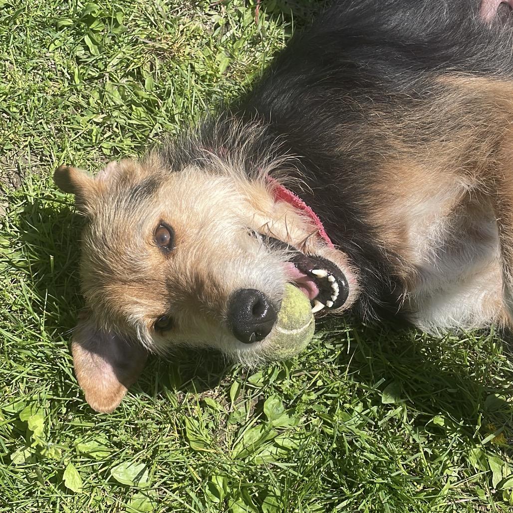 Buddy Dale, Adoptable, Adult Male Airedale Terrier & Mixed Breed.