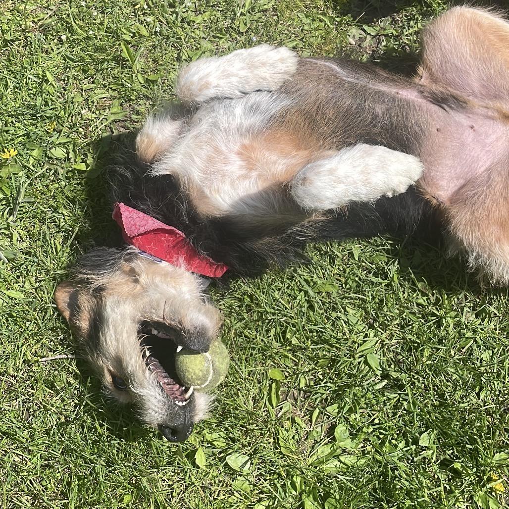 Buddy Dale, a Adoptable mixed breed in South Haven, MI image 2/6