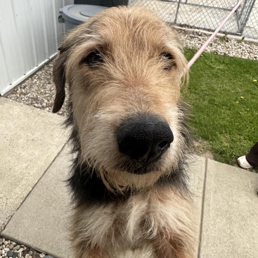 Buddy Dale, a Adoptable mixed breed in South Haven, MI image 3/6