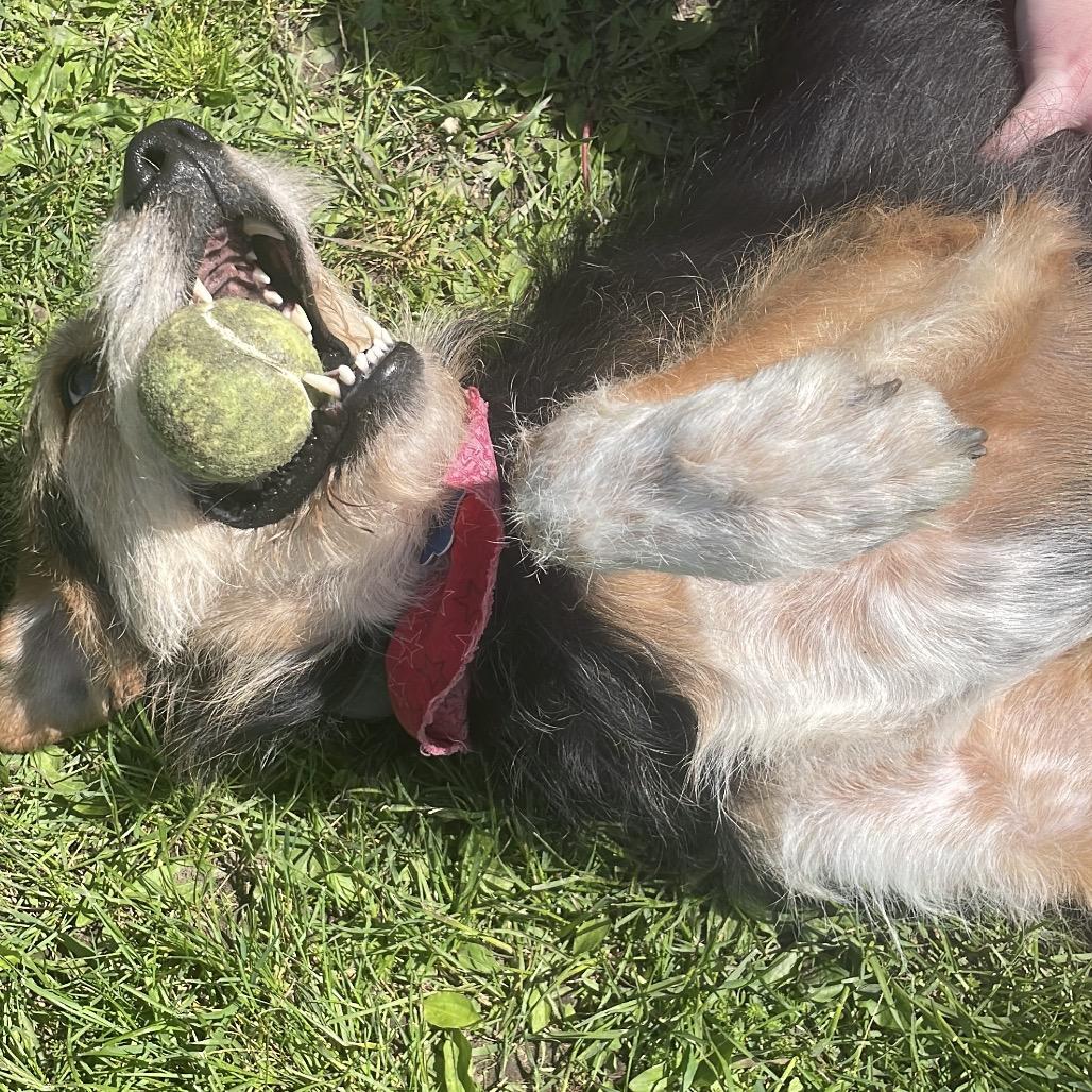 Buddy Dale, a Adoptable mixed breed in South Haven, MI image 4/6