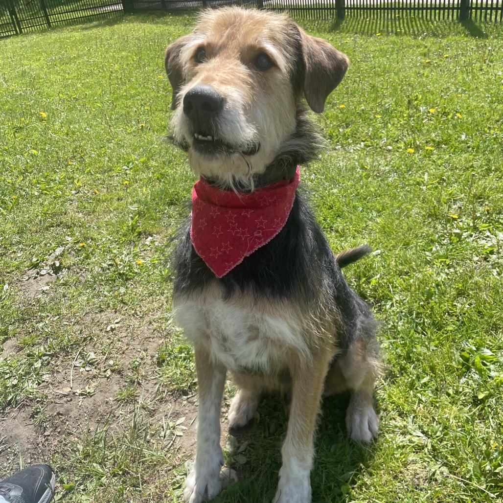 Buddy Dale, a Adoptable mixed breed in South Haven, MI image 5/6