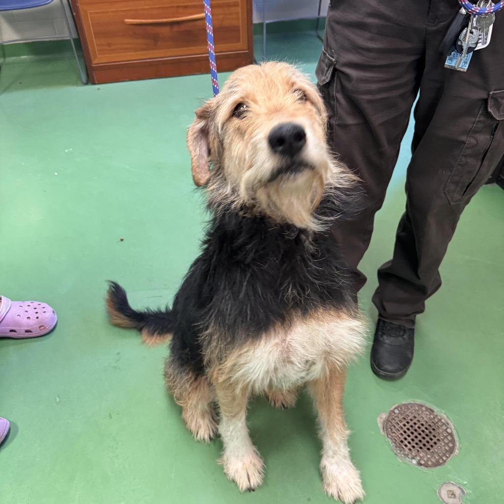 Buddy Dale, a Adoptable mixed breed in South Haven, MI image 6/6