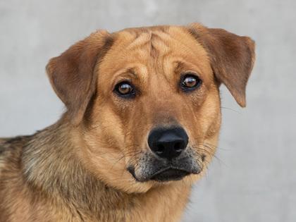 Sam, Adoptable, Young Female Mixed Breed & Mixed Breed.