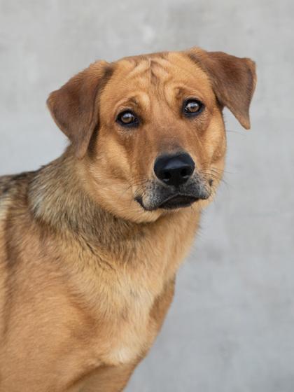 Enlarge Sam, a Adoptable mixed breed in Longmont, CO image 2/3