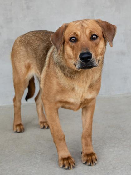 Enlarge Sam, a Adoptable mixed breed in Longmont, CO image 3/3