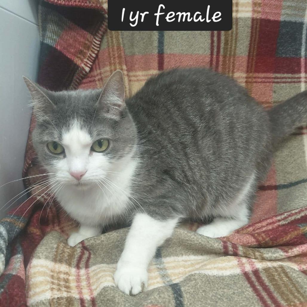 Star, Adoptable, Young Female Domestic Short Hair.