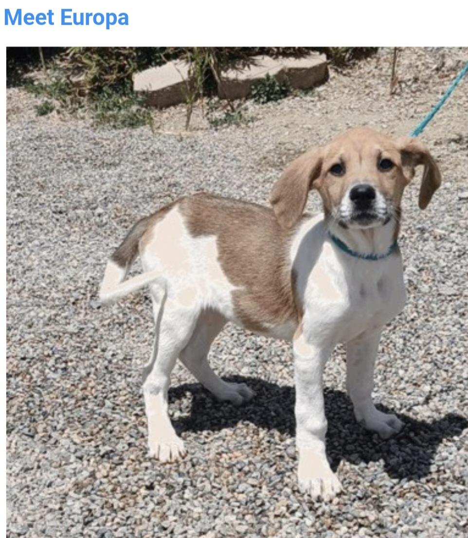 Enlarge Europa, an adopted mixed breed in Salt Lake City, UT image 1/1