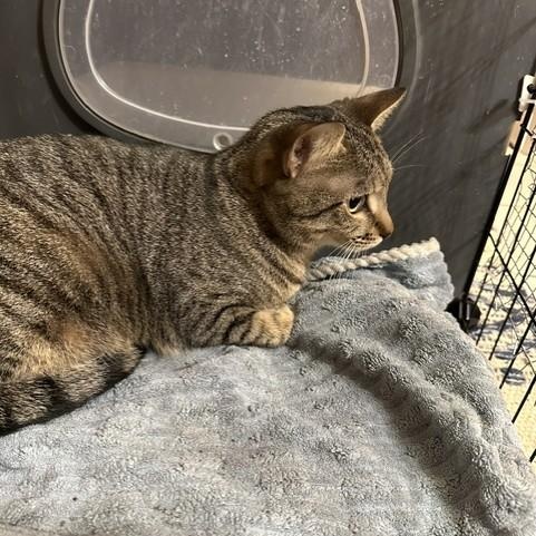 Gaze, a ADOPTABLE Domestic Short Hair in Attleboro, MA image 2/5