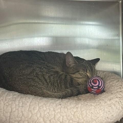 Gaze, a ADOPTABLE Domestic Short Hair in Attleboro, MA image 1/5
