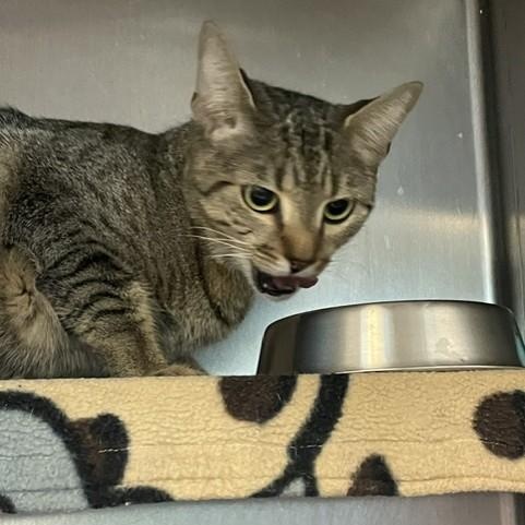 Gaze, a ADOPTABLE Domestic Short Hair in Attleboro, MA image 5/5