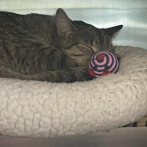 Gaze, a ADOPTABLE Domestic Short Hair in Attleboro, MA image 3/5