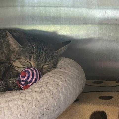 Gaze, a ADOPTABLE Domestic Short Hair in Attleboro, MA image 4/5