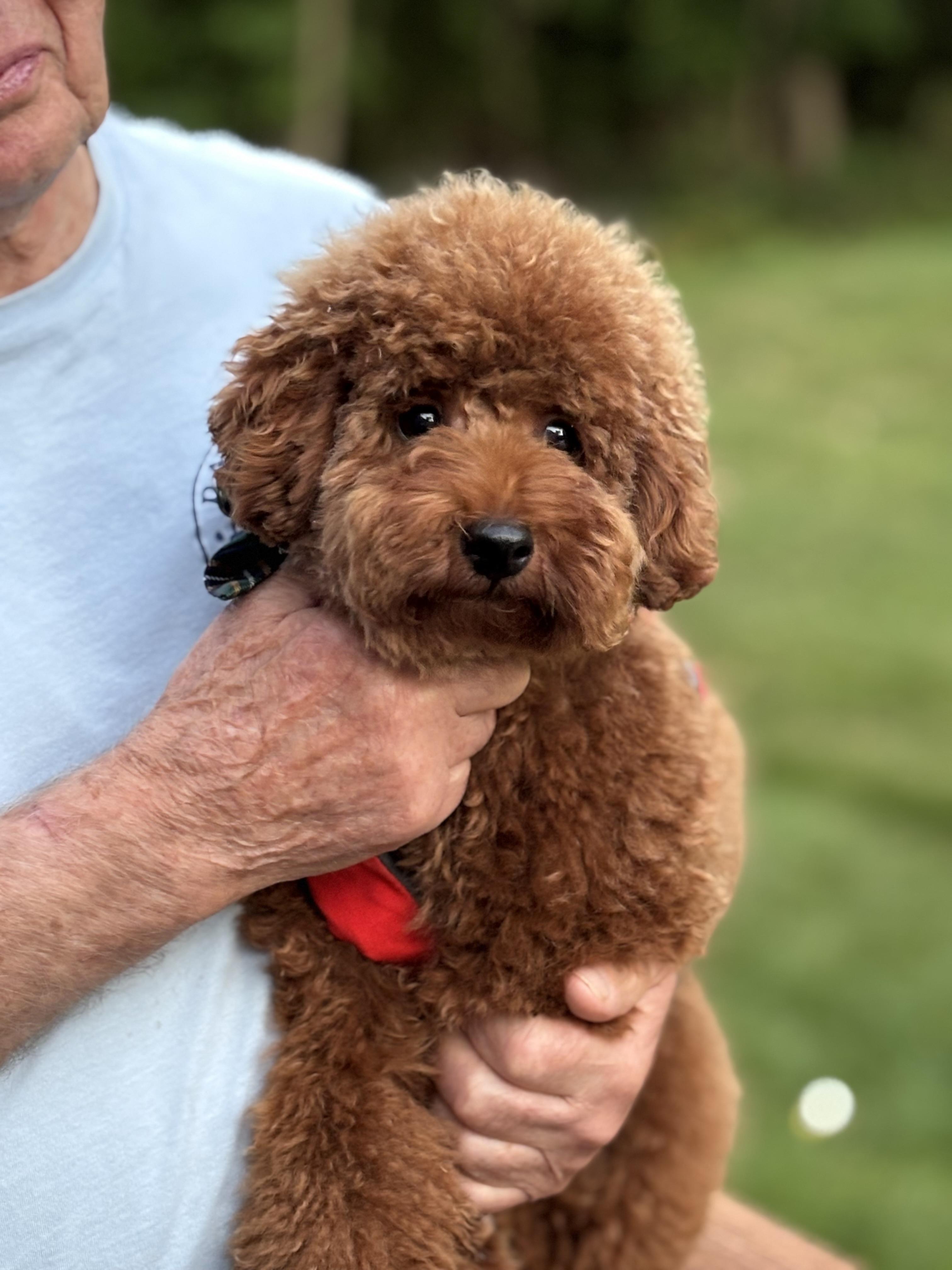 Enlarge Bow, a Adopted mixed breed in Feasterville, PA image 1/5