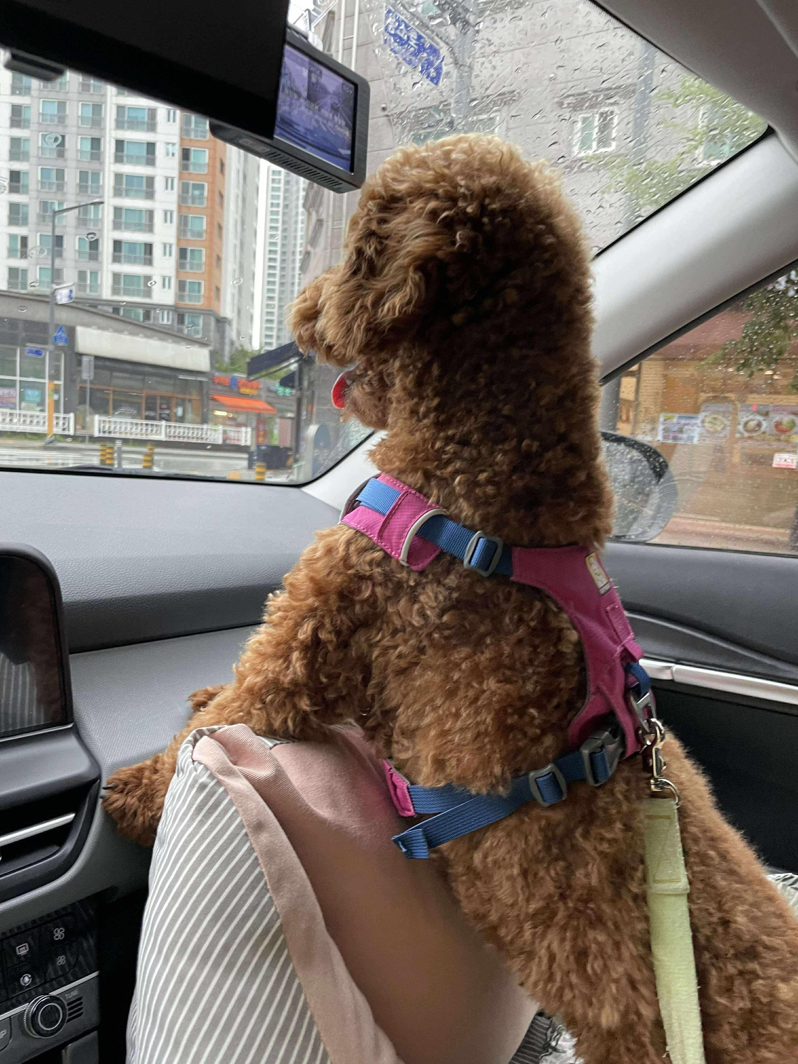 Enlarge Bow, a Adopted mixed breed in Feasterville, PA image 5/5