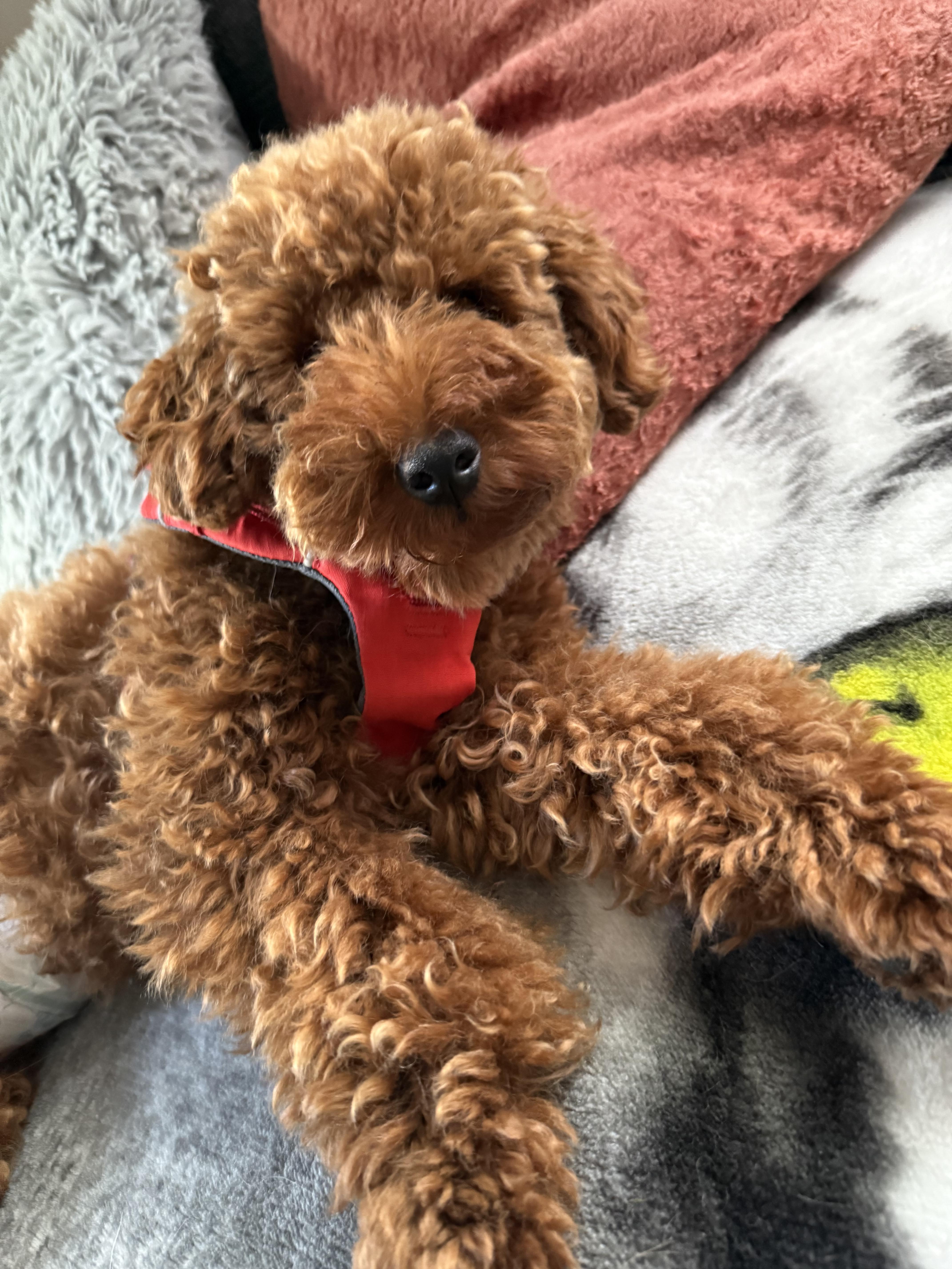 Enlarge Bow, a Adopted mixed breed in Feasterville, PA image 4/5