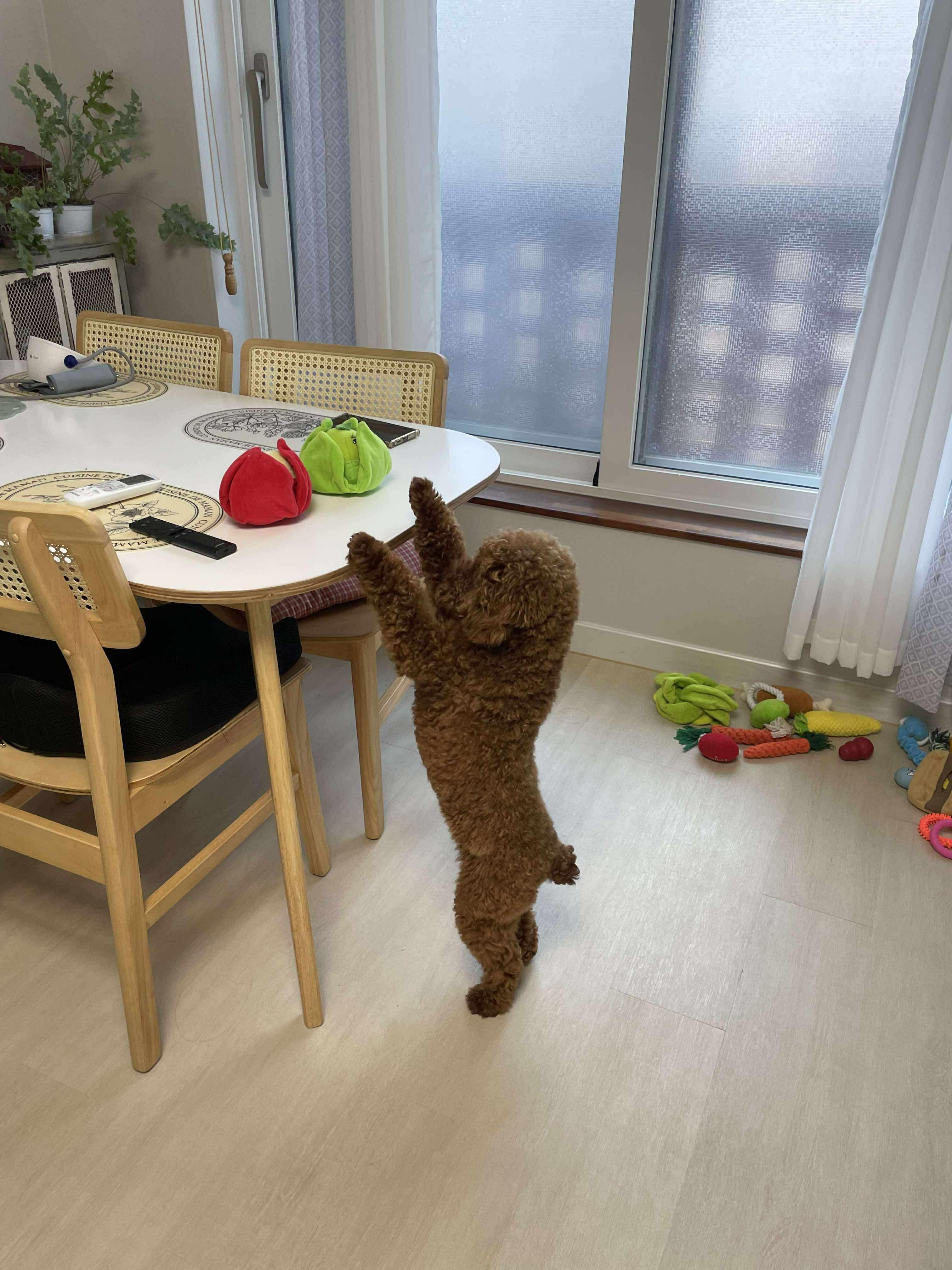 Enlarge Bow, a Adopted mixed breed in Feasterville, PA image 2/5