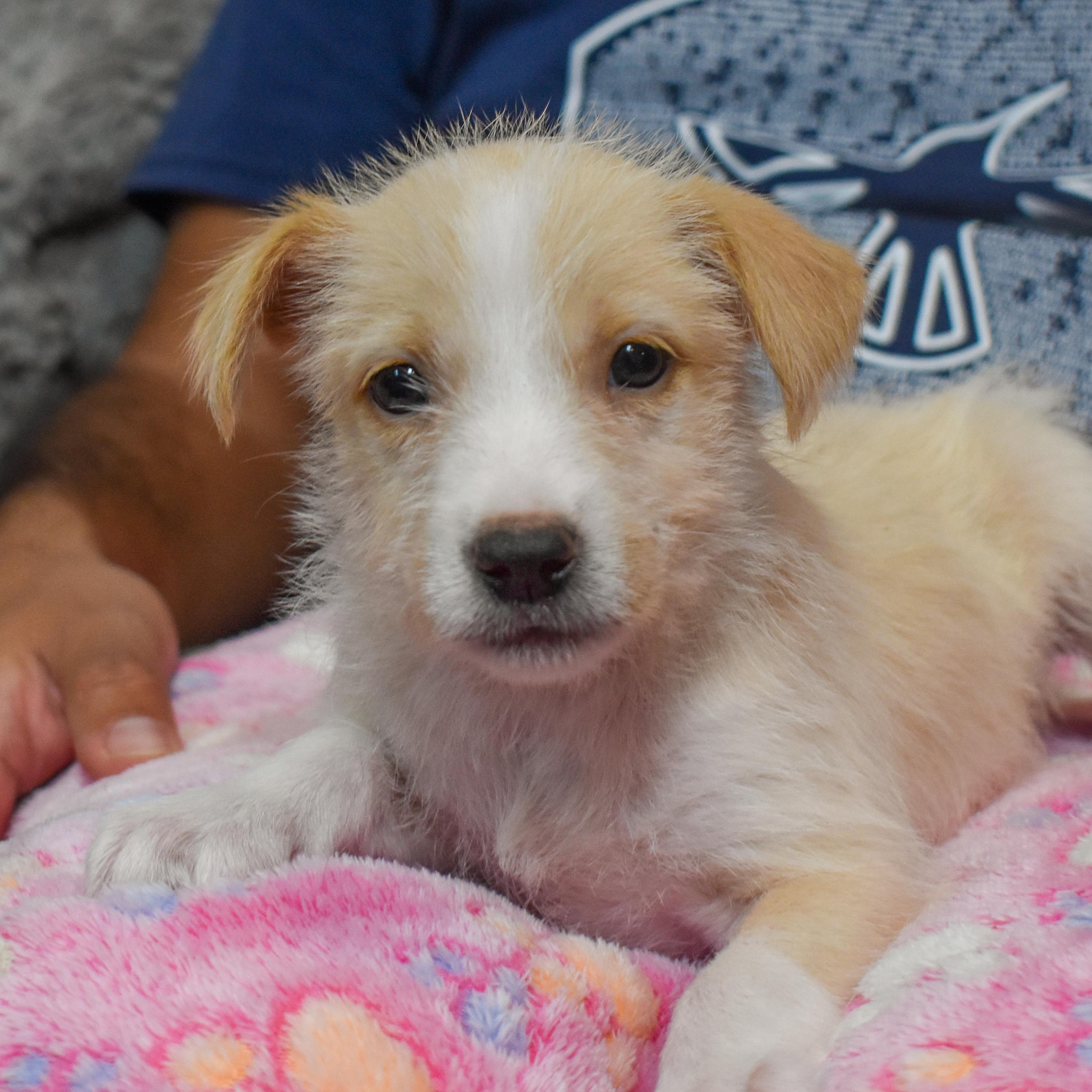 Barbie — thumbnail 4