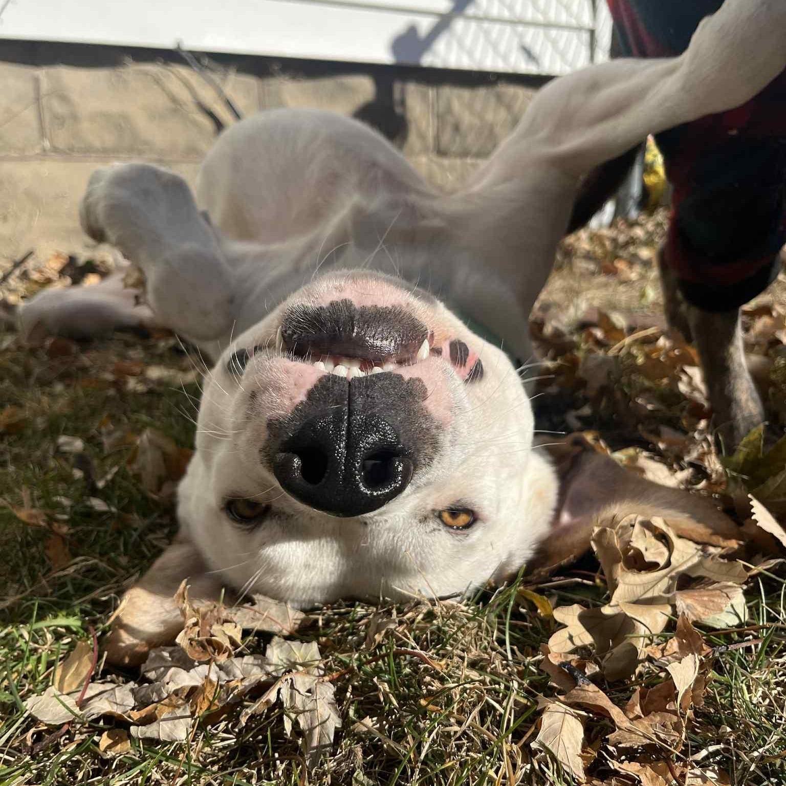 Ace, a Adoptable mixed breed in Cedar Rapids, IA image 3/5