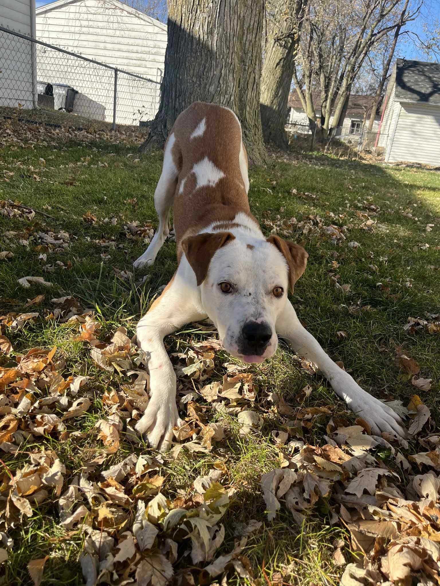 Ace, a Adoptable mixed breed in Cedar Rapids, IA image 4/5