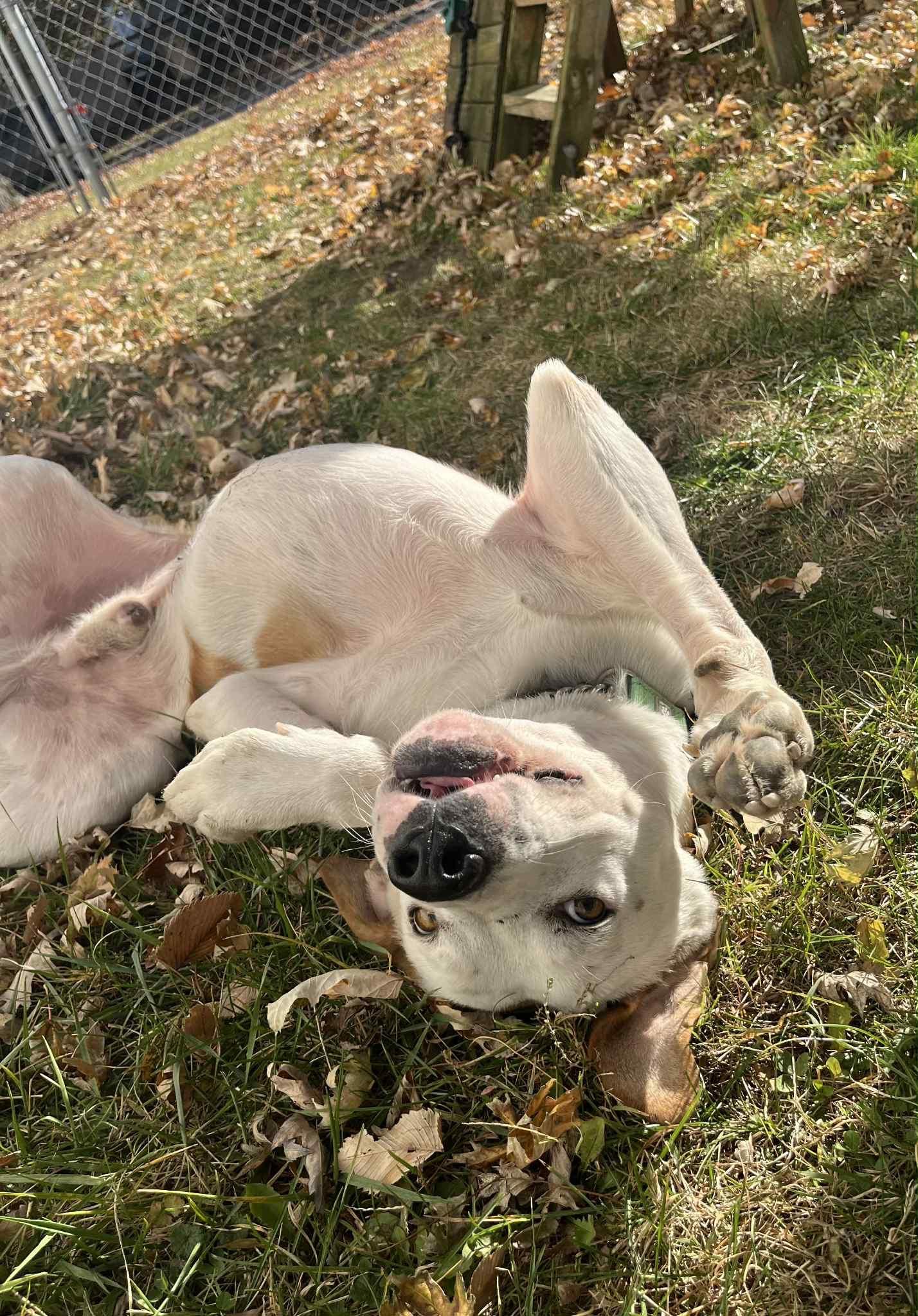 Ace, a Adoptable mixed breed in Cedar Rapids, IA image 5/5