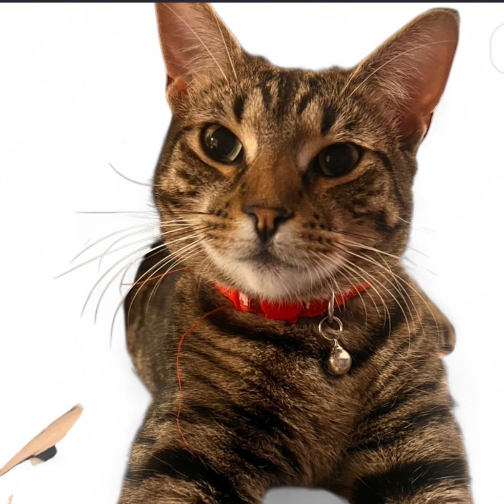 Stevie Melody, Adoptable, Young Female Domestic Short Hair.
