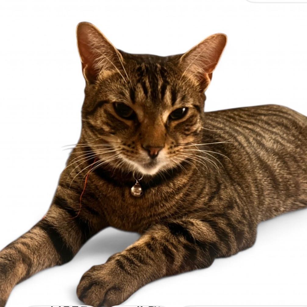 Enlarge Stevie Melody, a Adoptable Domestic Short Hair in Long Beach, CA image 2/3