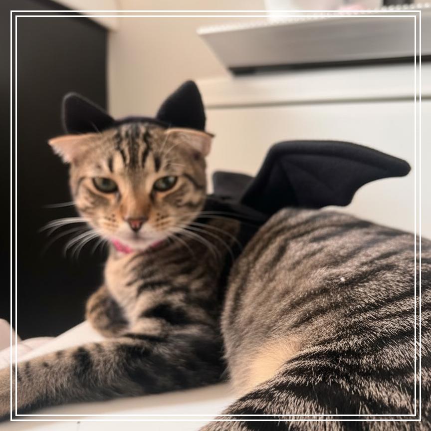 Enlarge Stevie Melody, a Adoptable Domestic Short Hair in Long Beach, CA image 3/3