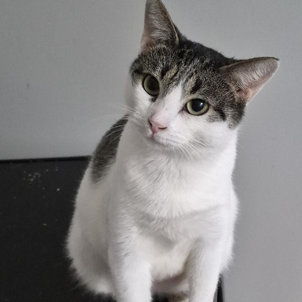 Enlarge Chrissy, a Adoptable Domestic Short Hair in Tanner, AL image 1/1