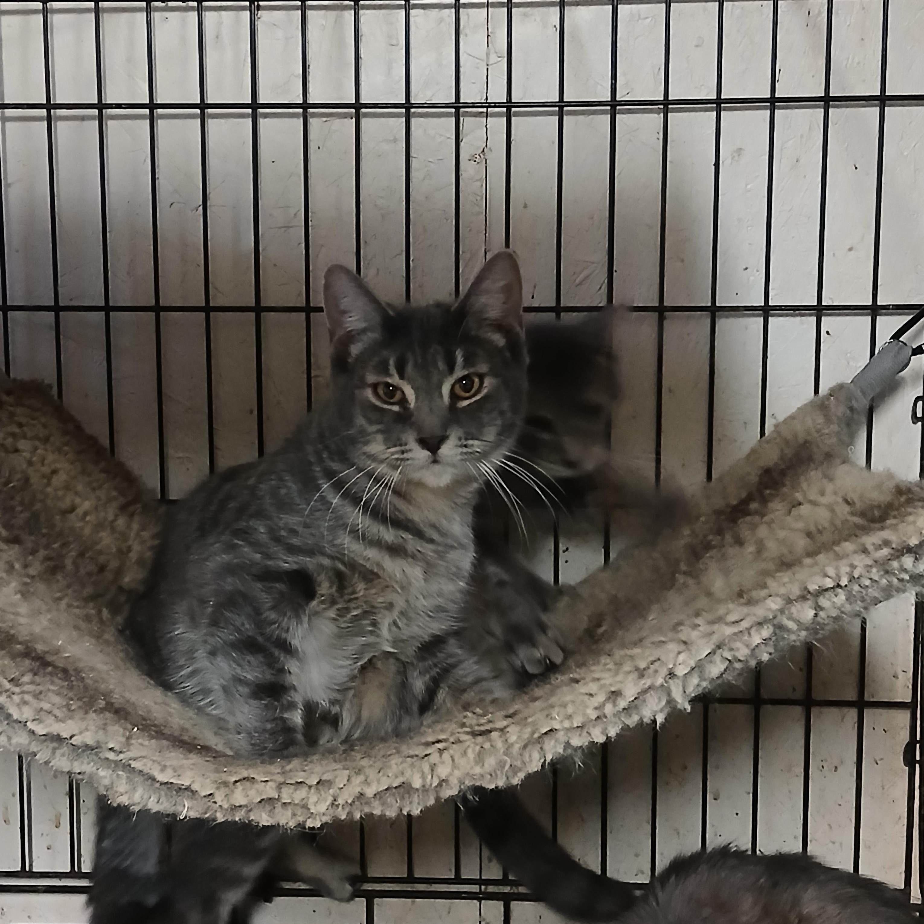 Enlarge LeGrand Dr. Torchlight, a Adoptable Domestic Short Hair in Eaton Rapids, MI image 1/5