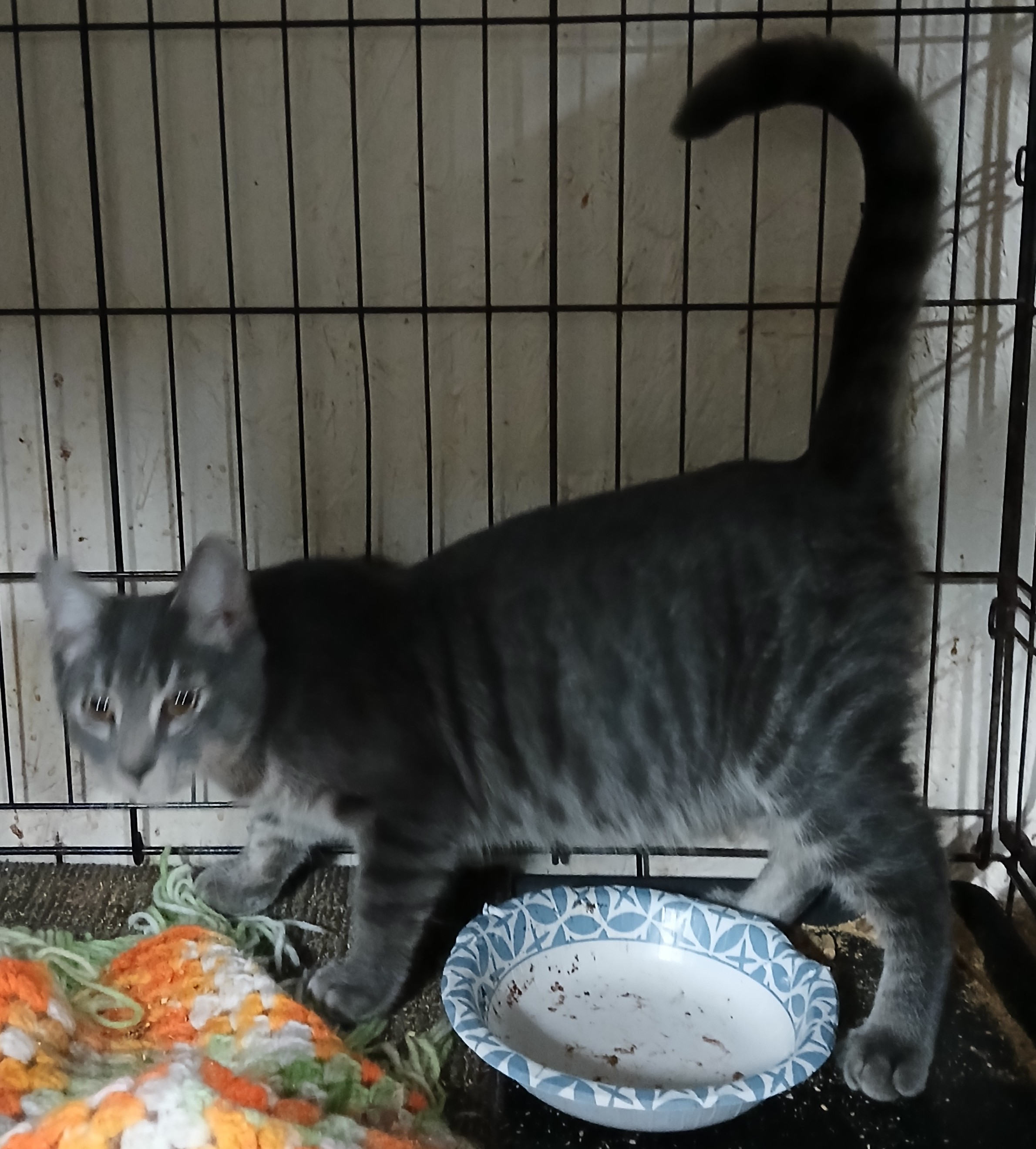 Enlarge LeGrand Dr. Torchlight, a Adoptable Domestic Short Hair in Eaton Rapids, MI image 2/5