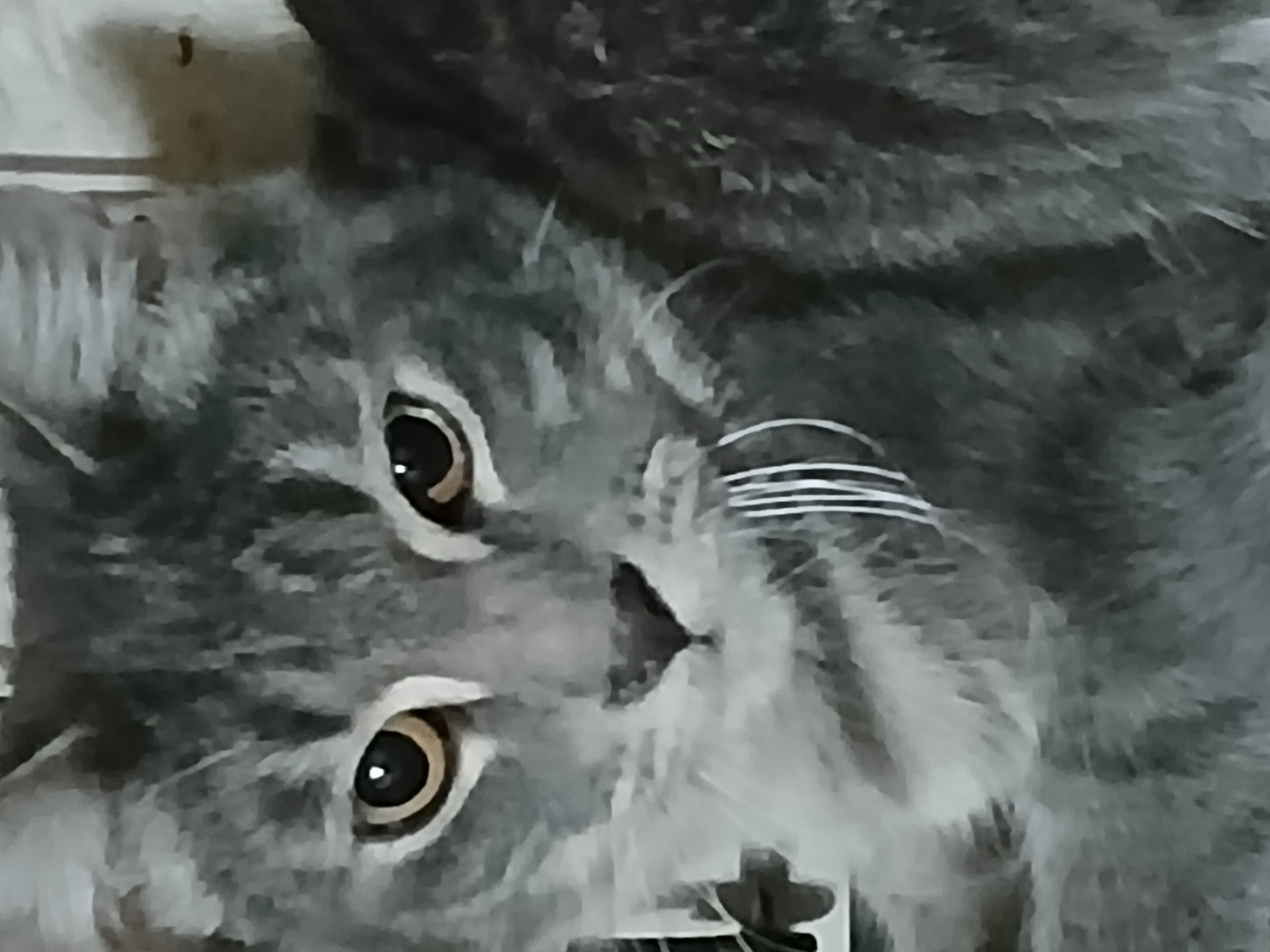 Enlarge LeGrand Dr. Torchlight, a Adoptable Domestic Short Hair in Eaton Rapids, MI image 3/5