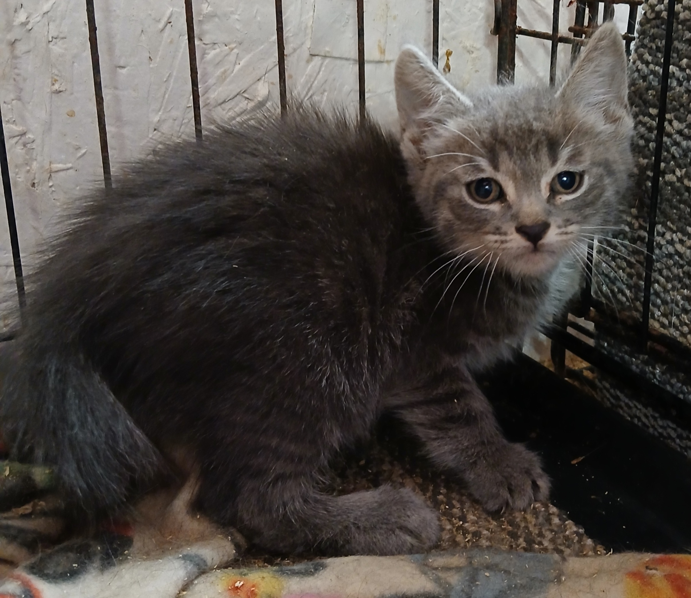 Enlarge LeGrand Dr. Torchlight, a Adoptable Domestic Short Hair in Eaton Rapids, MI image 4/5