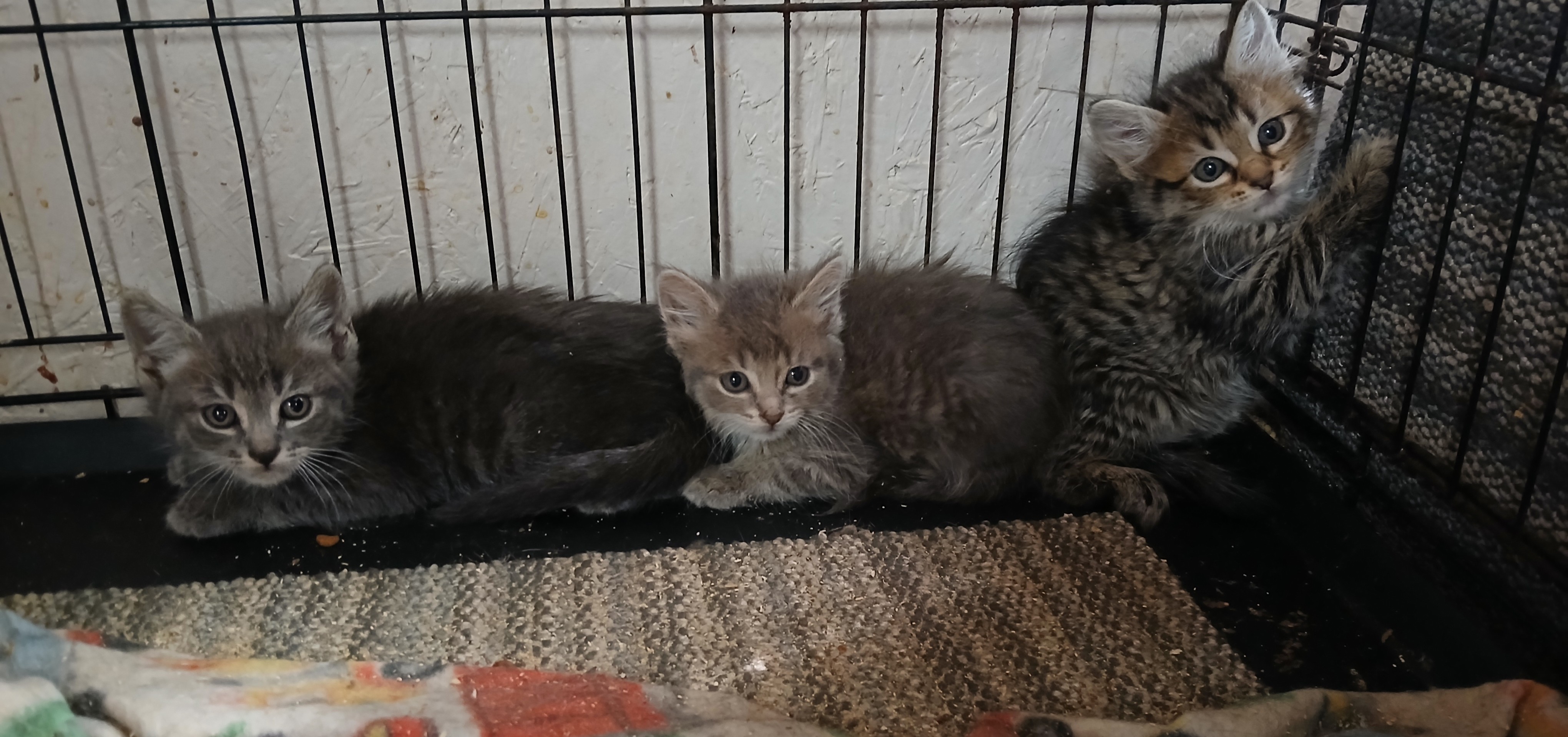 Enlarge LeGrand Dr. Torchlight, a Adoptable Domestic Short Hair in Eaton Rapids, MI image 5/5