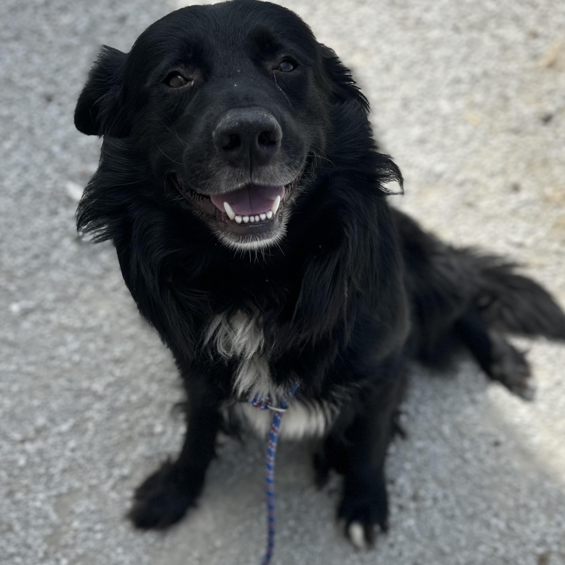 Bear, Adoptable, Adult Male Labrador Retriever & Great Pyrenees.