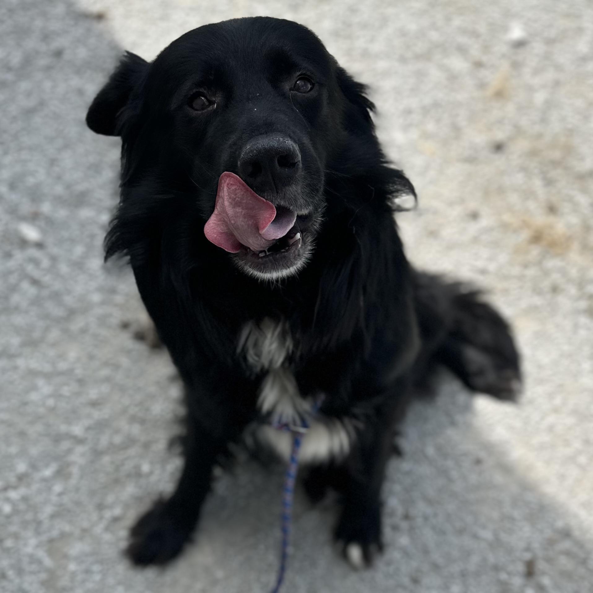 Bear, a Adoptable mixed breed image 2/4