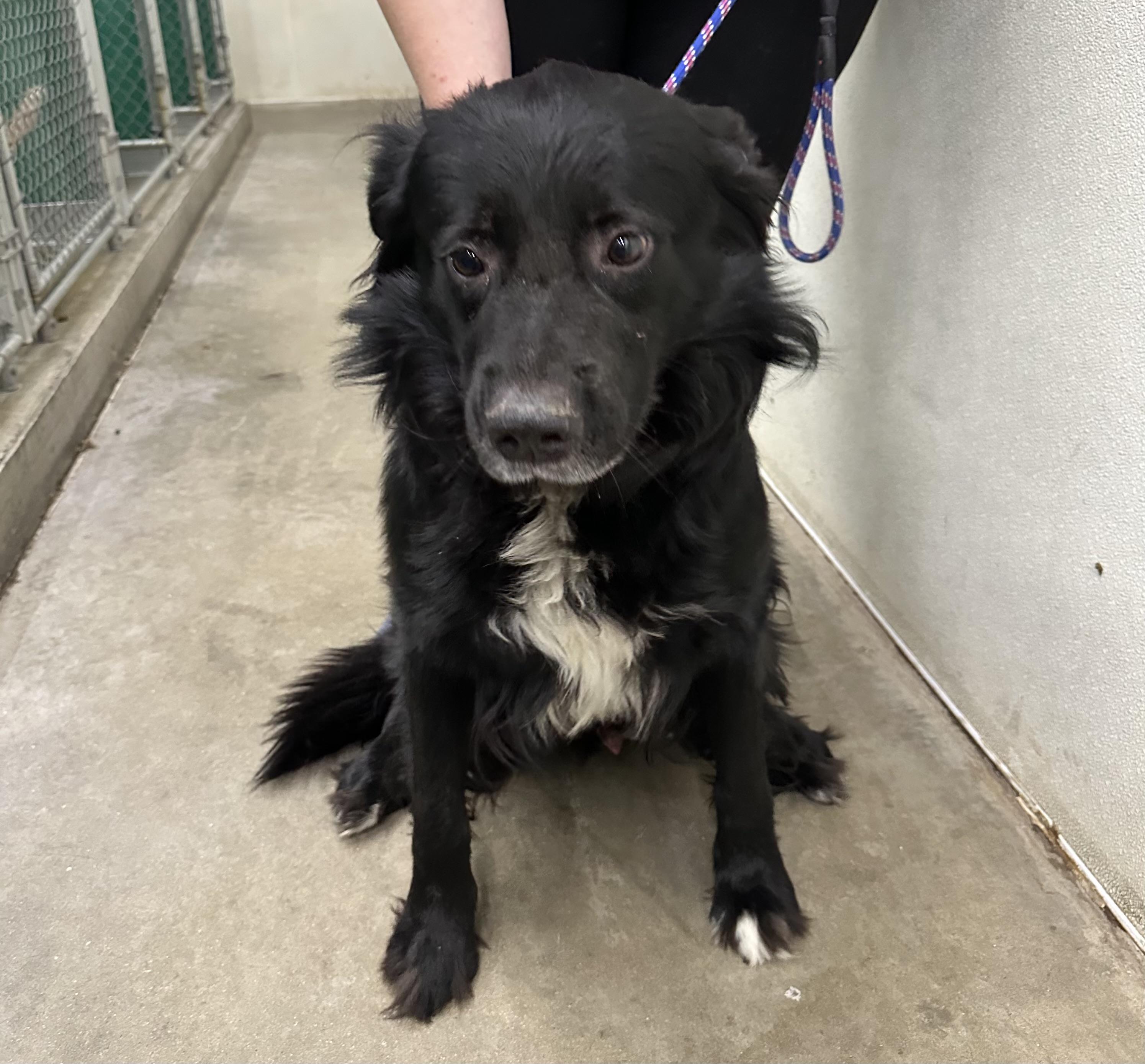 Bear, a Adoptable mixed breed image 3/4