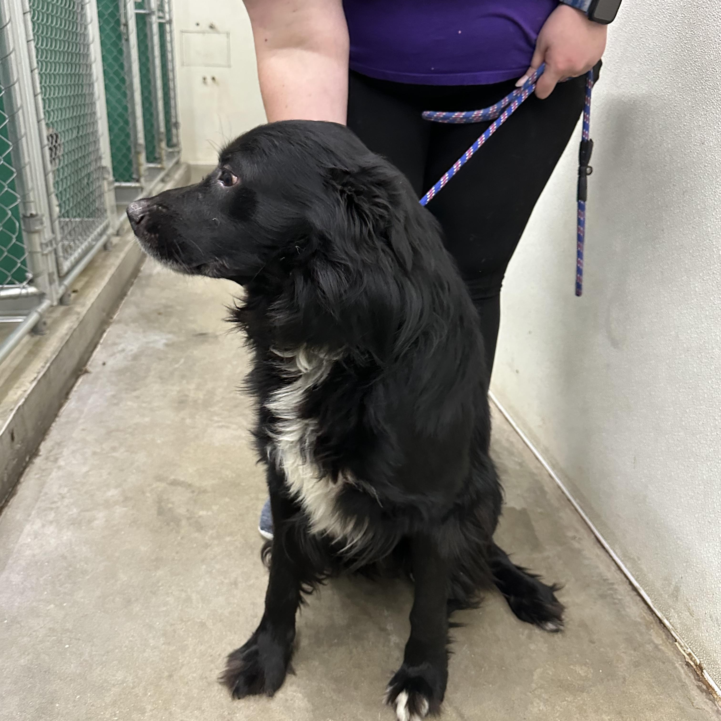 Bear, a Adoptable mixed breed image 4/4