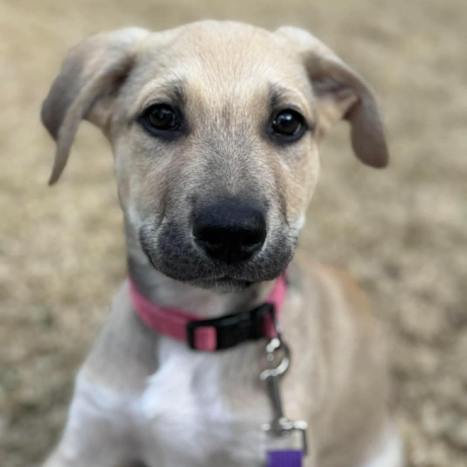 Moose, ADOPTABLE, Puppy Male Wirehaired Terrier.