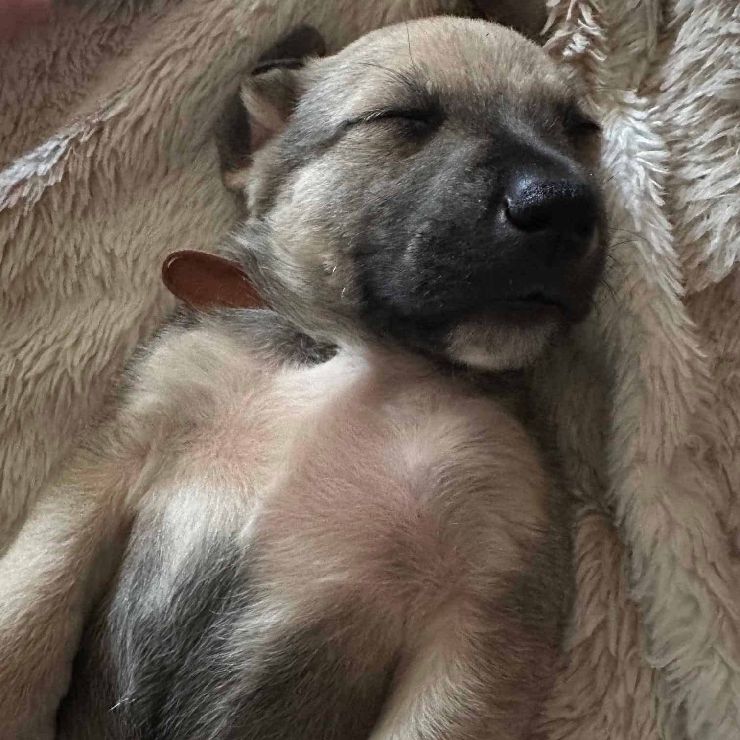 Enlarge Moose, a ADOPTABLE mixed breed in Wando, SC image 5/5