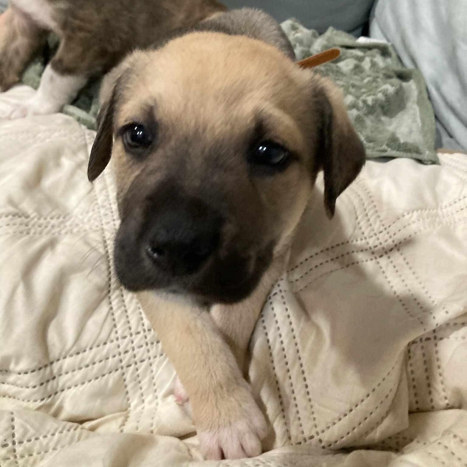 Enlarge Moose, a ADOPTABLE mixed breed in Wando, SC image 3/5