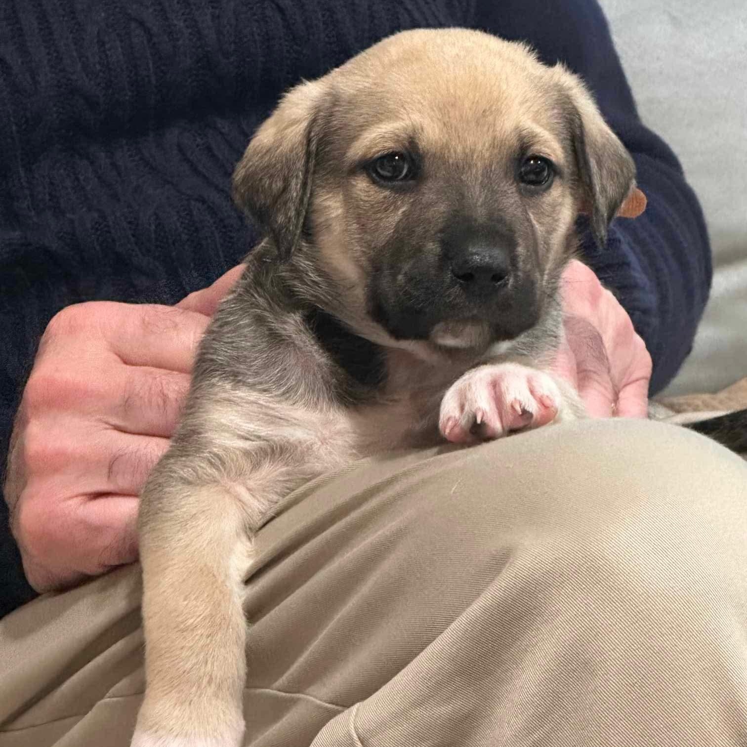 Enlarge Moose, a ADOPTABLE mixed breed in Wando, SC image 2/5