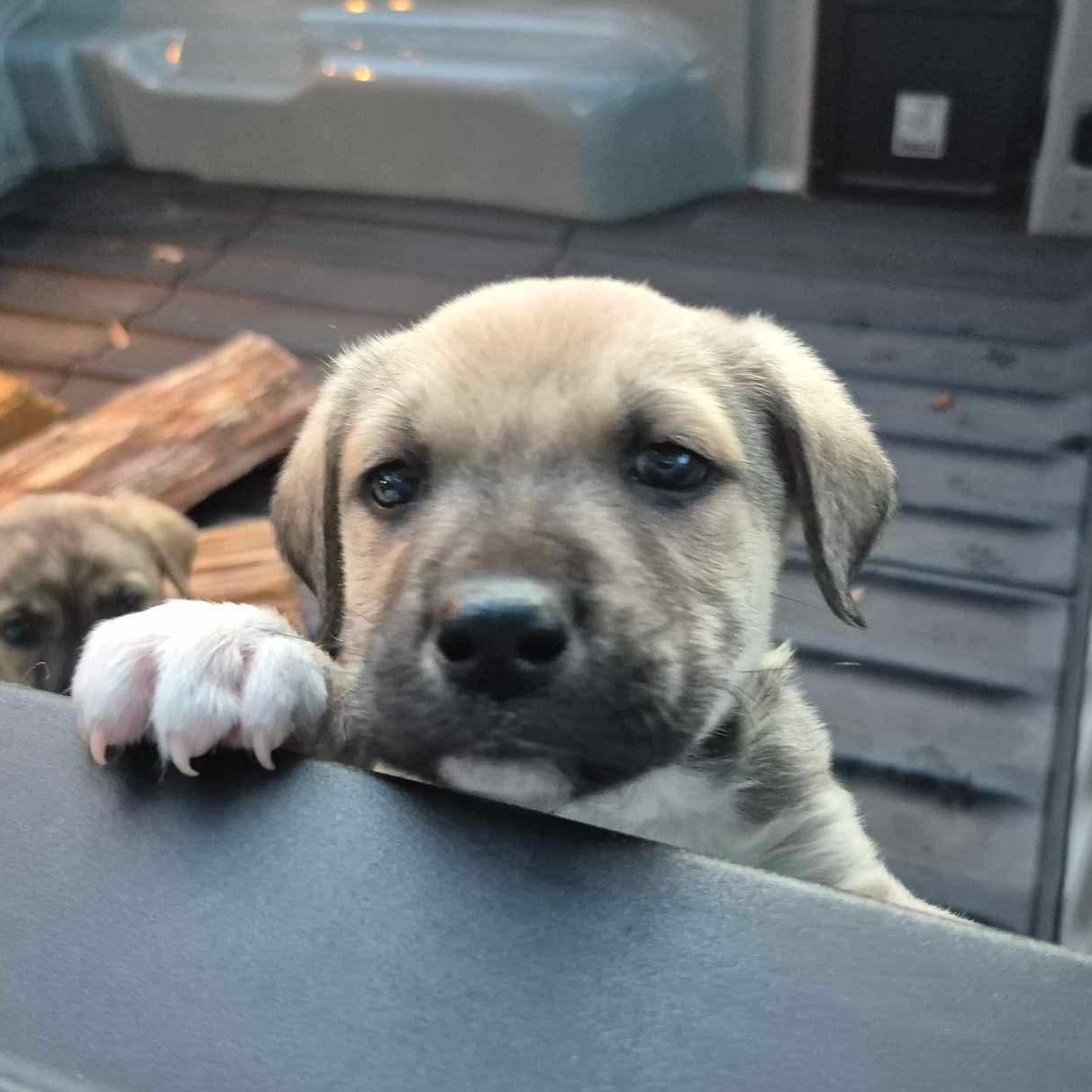 Enlarge Moose, a ADOPTABLE mixed breed in Wando, SC image 1/5