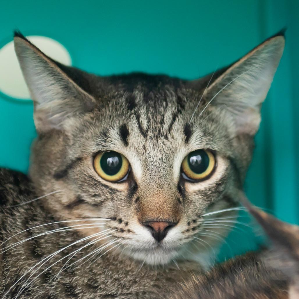 Pepper, Adoptable, Young Male Domestic Short Hair.