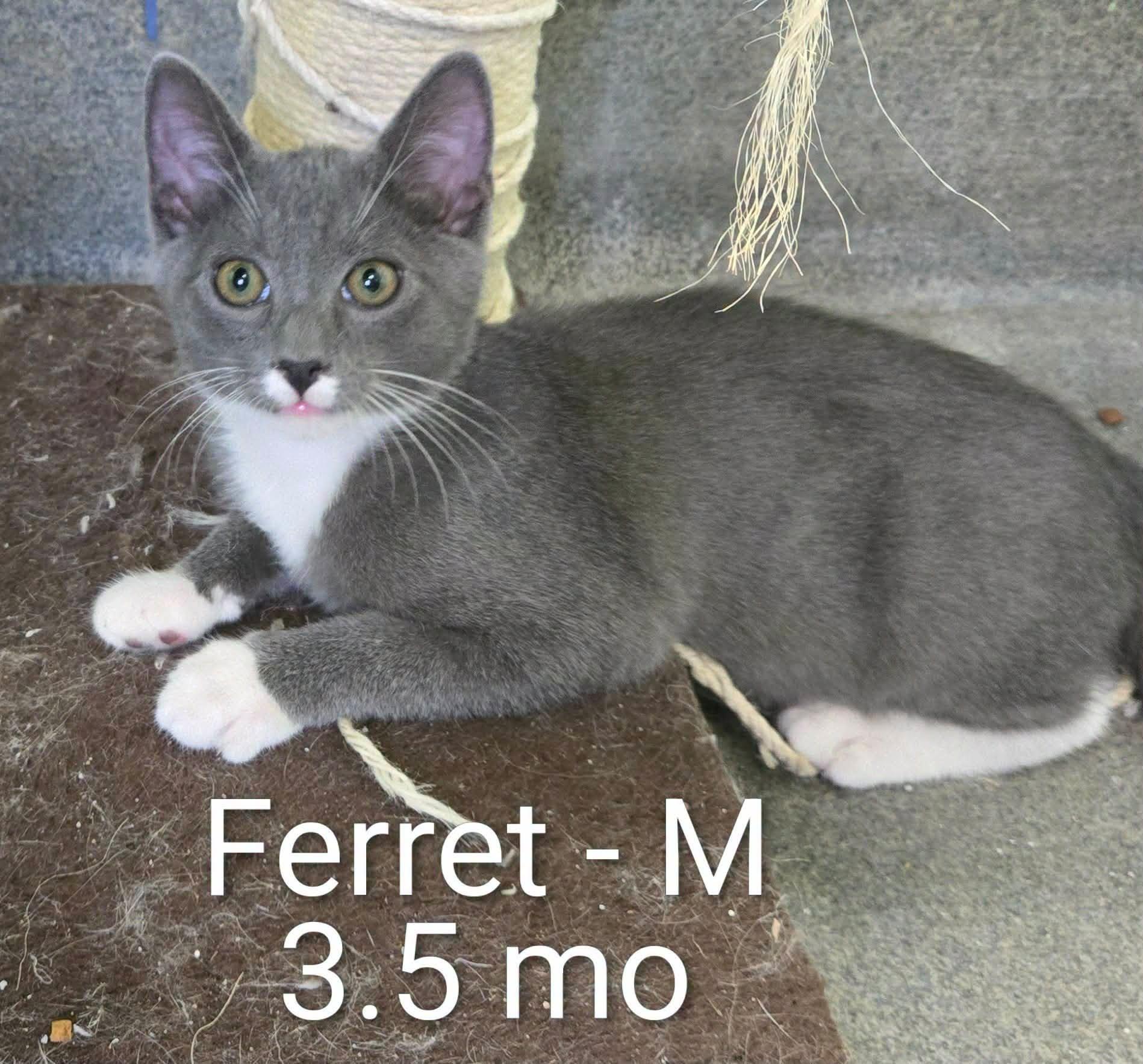Enlarge Squirrel and Ferret and Weasel, a Adoptable Domestic Short Hair in Amherst, VA image 2/3