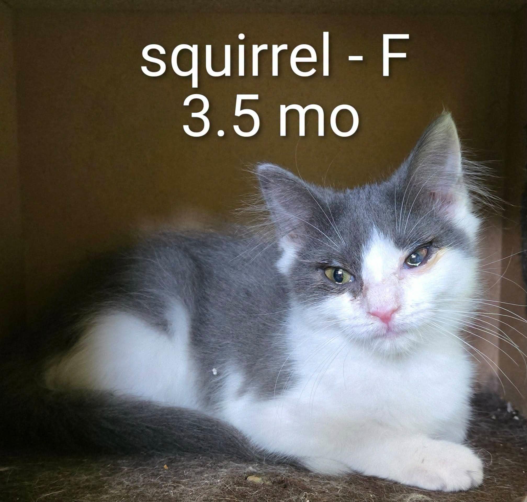 Enlarge Squirrel and Ferret and Weasel, a Adoptable Domestic Short Hair in Amherst, VA image 3/3