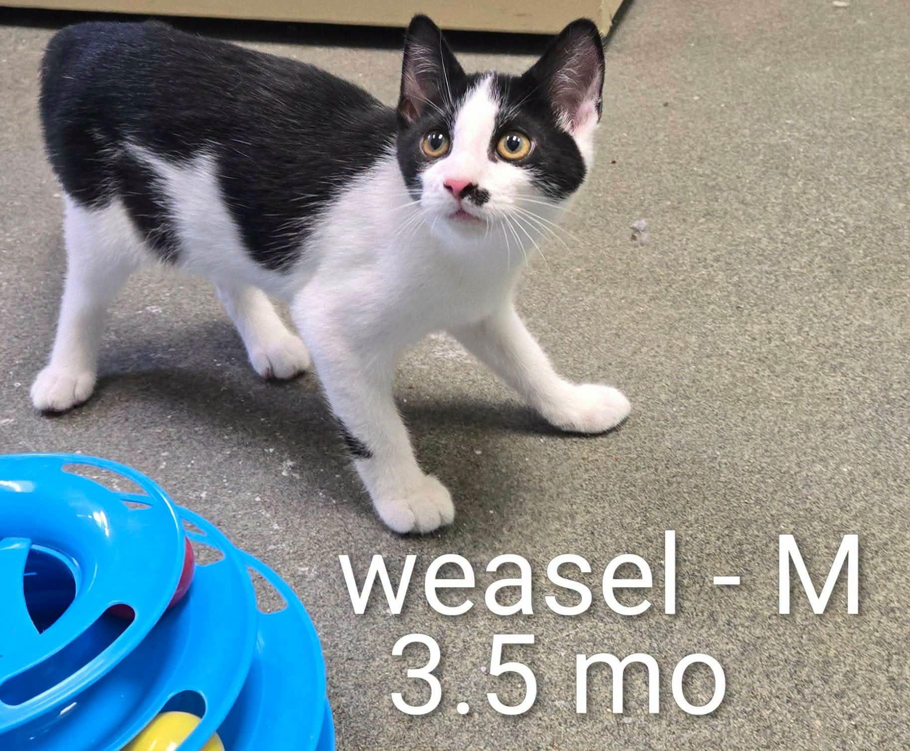 Squirrel and Ferret and Weasel, Adoptable, Kitten Female Domestic Short Hair.