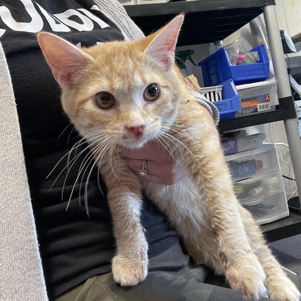 Enlarge Miso, a Adoptable Domestic Medium Hair in Edwardsville, IL image 1/2